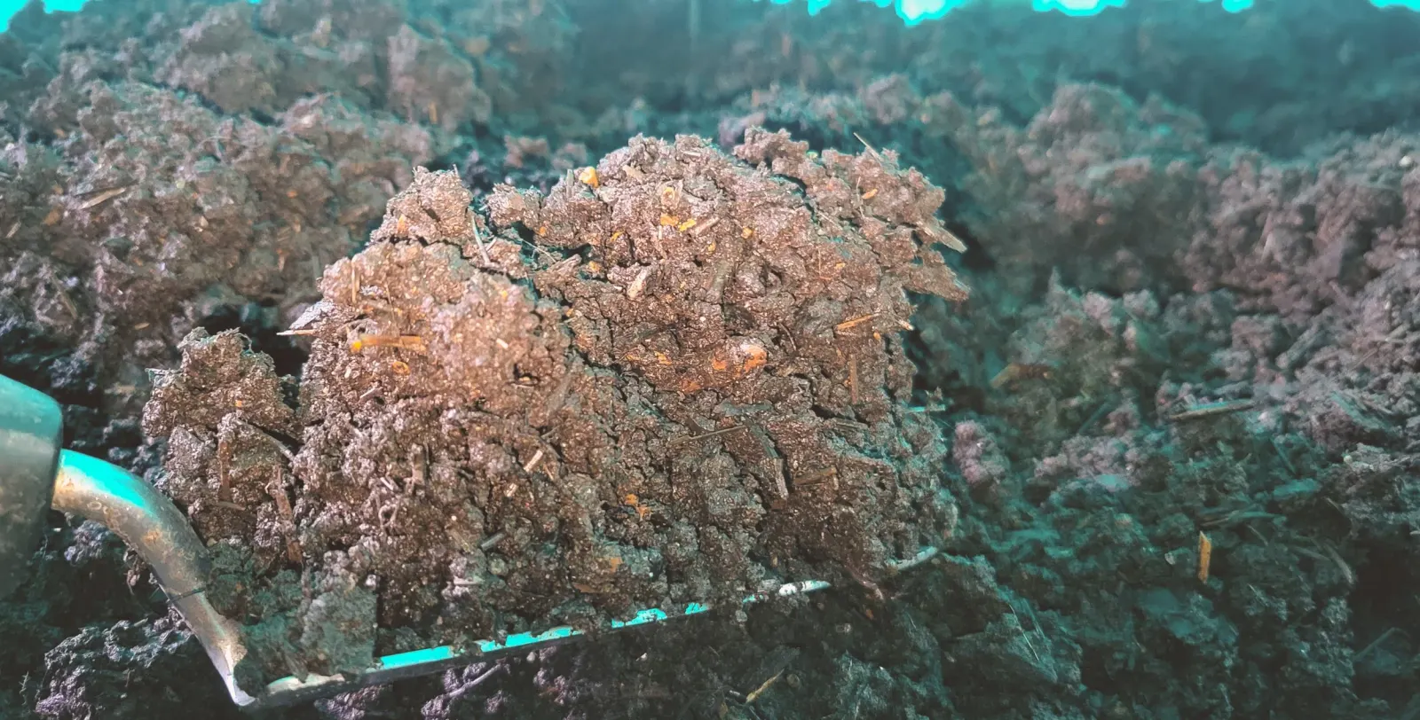 Xavier's Premium Living Compost
